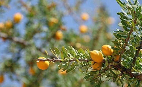 Organic Argan Oil 100% Cold Pressed Pure Virgin Vegan for Hair Beard & Skincare